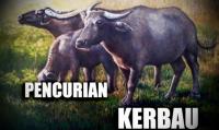 Ketahuan, maling kerbau kabur kocar-kacir dikejar warga